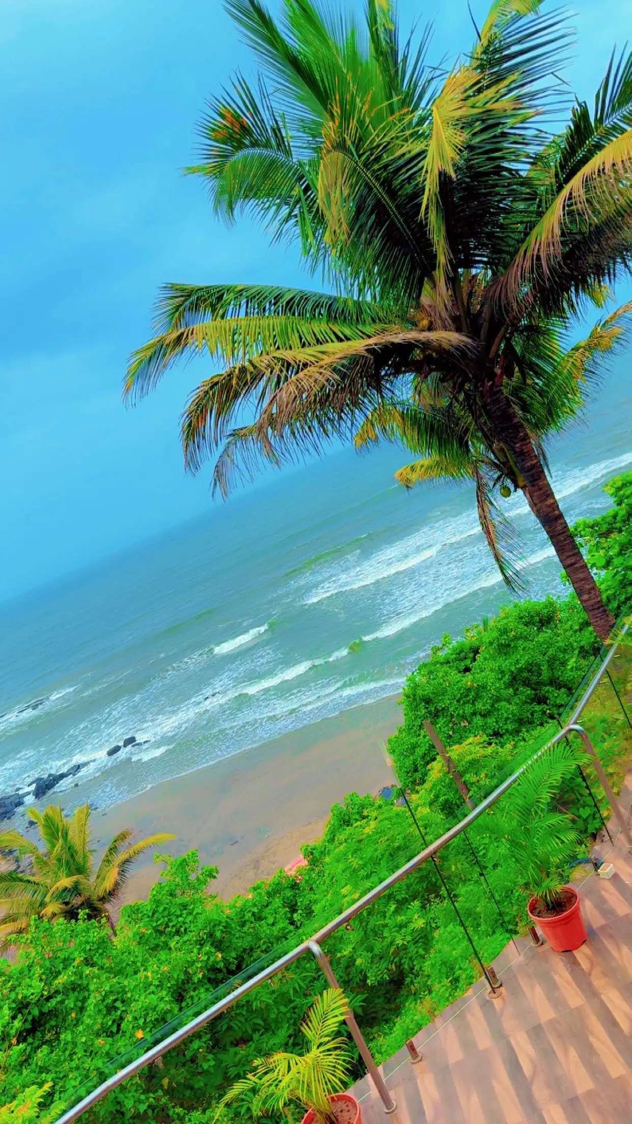 A coconut palm leaning over an empty stretch of Goan beach, seen from a terrace above.